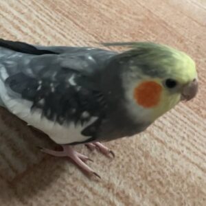 عروس هلندی گمشده