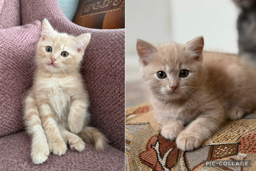 دو بچه گربه بریتیش زیبا 😻