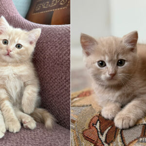 دو بچه گربه بریتیش زیبا 😻