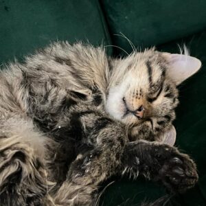نیاز فوری برای کمک به گربه بیمارم🩵
