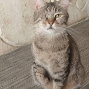 واگذاری گربه ماده عقیم شده به نام فلفل فقط یک چشم داره