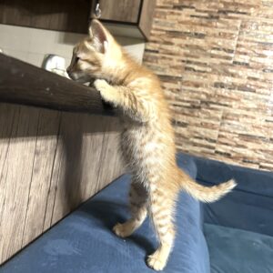 بچه گربه خیلی زیبا و مهربون