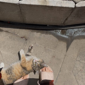 واگذاری گربه مهربون نازنازی