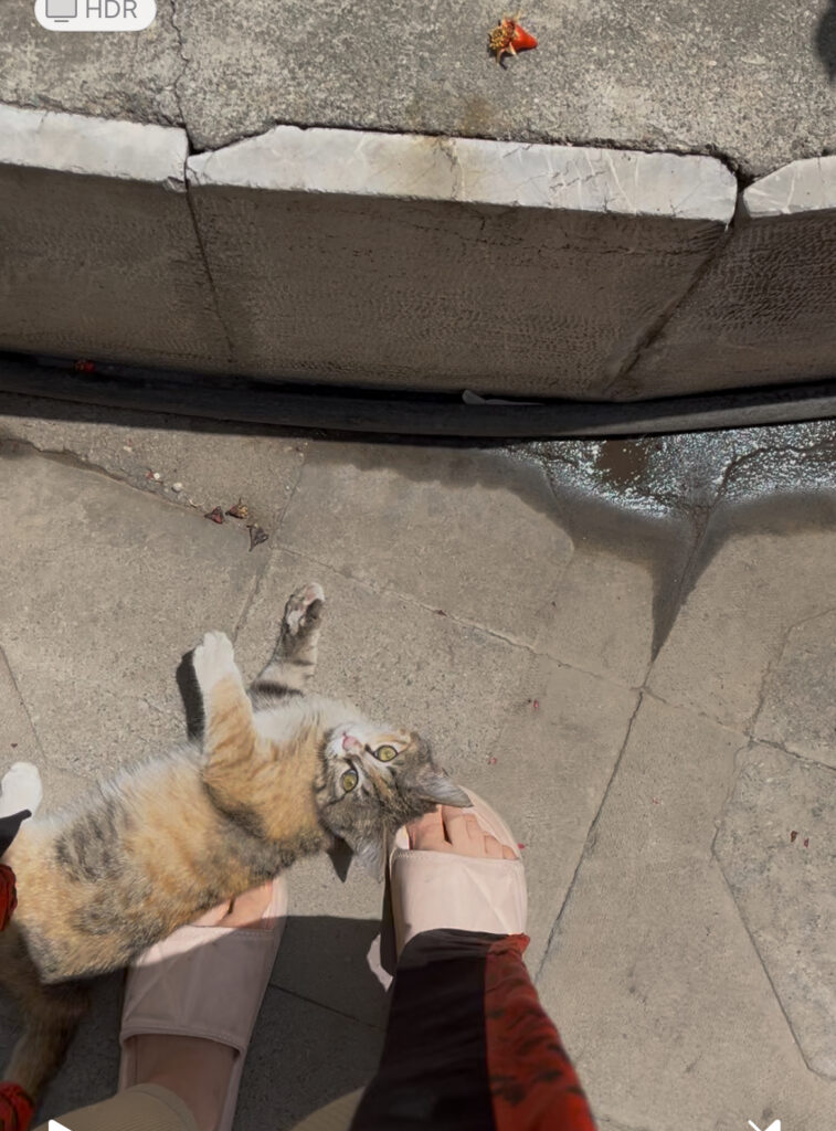 واگذاری گربه مهربون نازنازی