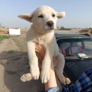 یک جفت توله ی بومی نر و ماده