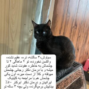 گربه امداد شده
