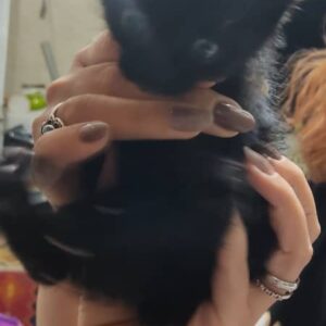 بچه گربه کاملا مشکی ماده