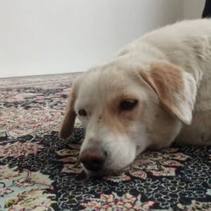 واگذاری سگ ماده رها شده در خیابان
