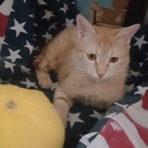 واگذاری گربه dsh  ۷ ماهه ماده
