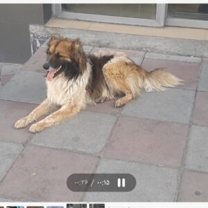 سگ خونگی پیدا شده