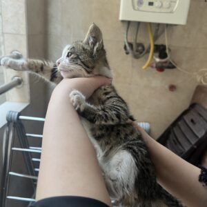 واگذاری بچه گربه
