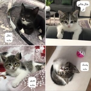 واگذاری بچه گربه خانگی