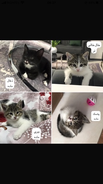 واگذاری بچه گربه خانگی