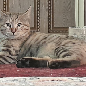 گربه dsh گمشده