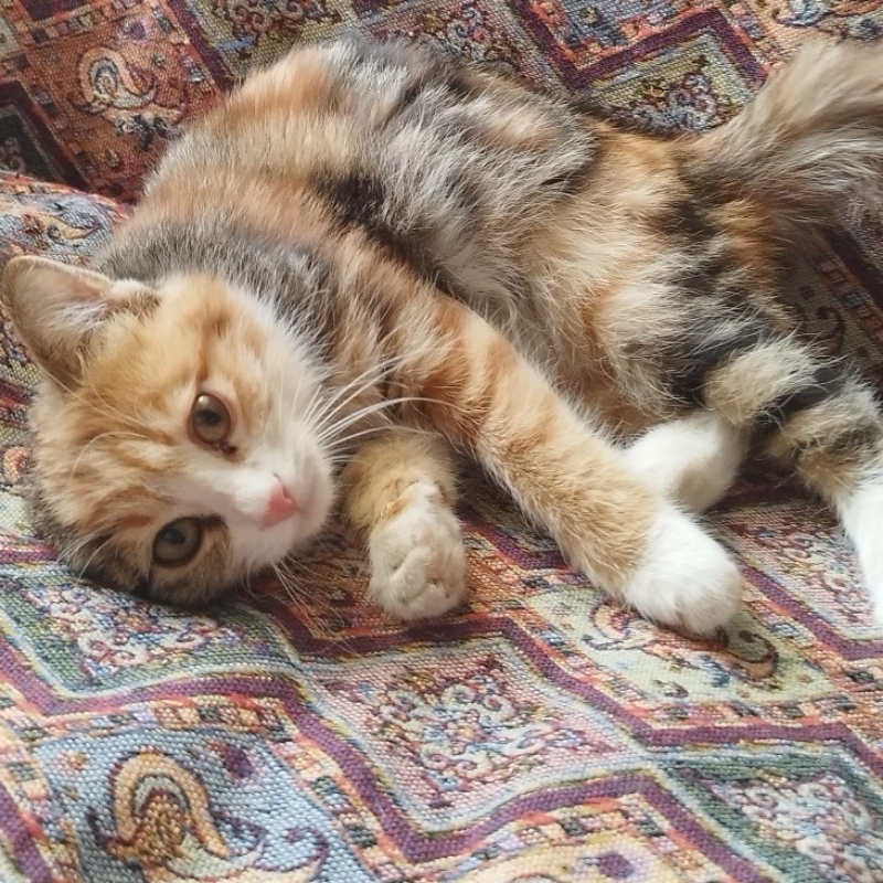 واگذاری رایگان گربه ماده