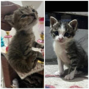 واگذاری سه عدد  بچه گربه دو ماهه