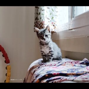 واگذاری رایگان بچه گربه دو ماهه dsh