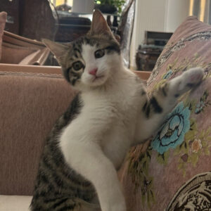 پلنگی سر به هوا