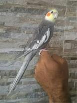 عروس هلندی ۲ ساله نر گمشده