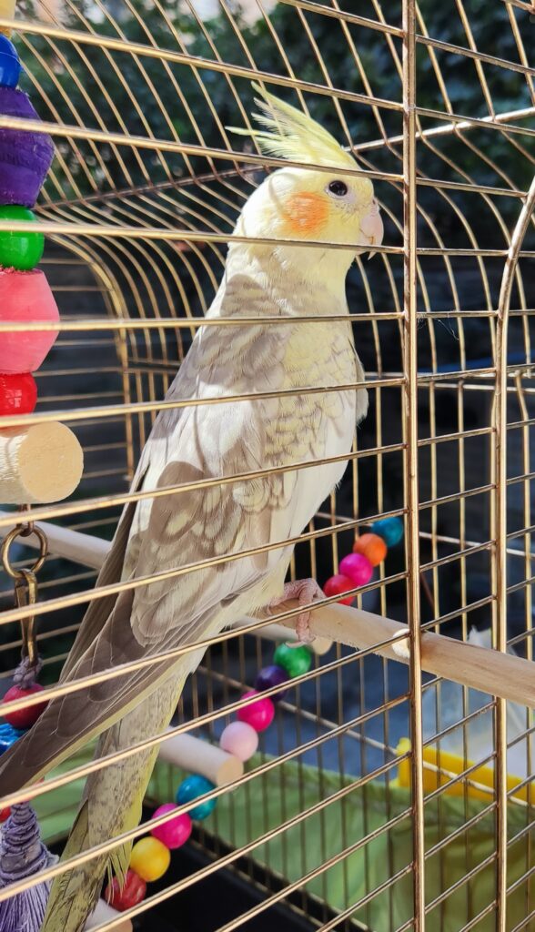 عروس هلندی گم شده