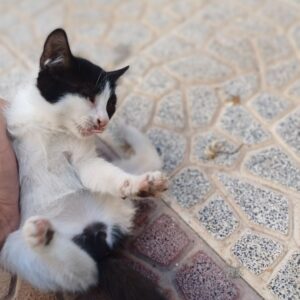بچه گربه ۳ تا ۴‌ماهه