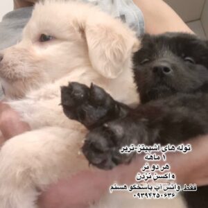 توله یک ماهه اشپیتز- تریر
