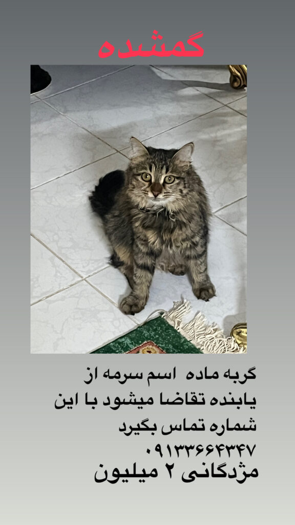 گربه گمشده