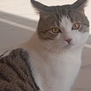 واگذاری گربه نر