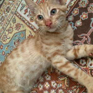 واگذاری دوبچه گربه نر dsh