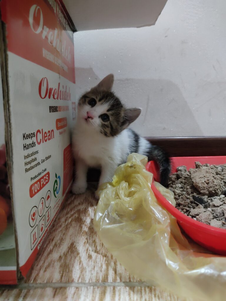 بچه گربه