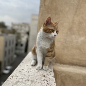 نیاز به سرپرست برای گربه