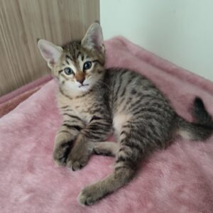 واگذاری بچه گربه زیبا و مهربون