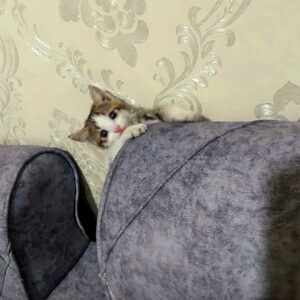 گربه dsh کوچیک