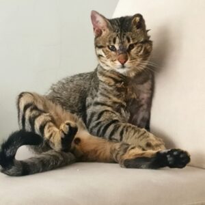 گربه نجات یافته بازیگوش آماده ورود به خانه امن