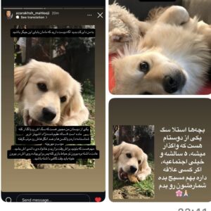 سگ اشپیز تریر