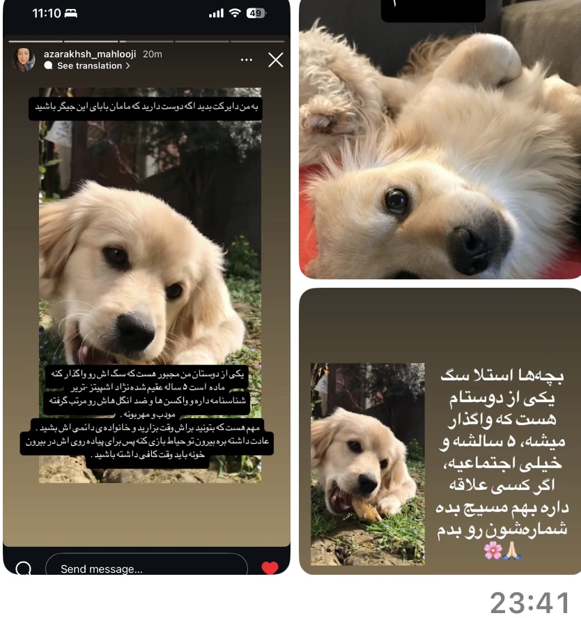 سگ اشپیز تریر