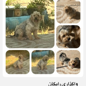 واگذرای رایگان