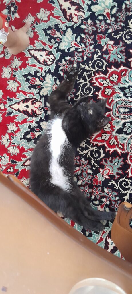 گربه سیاه کوچولو