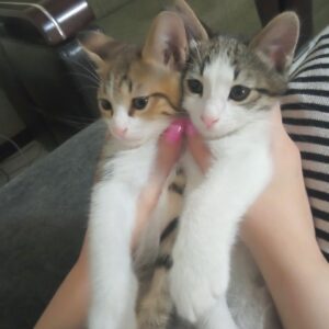 واگذاری بچه گربه