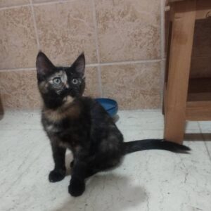 بچه گربه ۲ ماهه بسیار بازیگوش و لوس