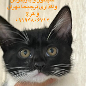 بچه گربه