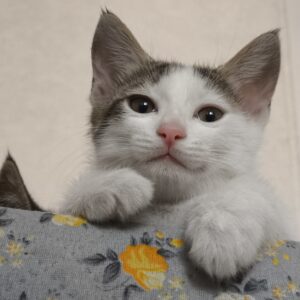 واگذاری ۲ بچه گربه/ با هم یا جدا