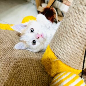بچه گربه فوق العاده زیبا