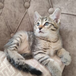 واگذاری بچه گربه مهربون