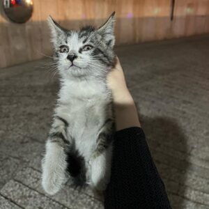 بچه گربه ۵۰ روزه