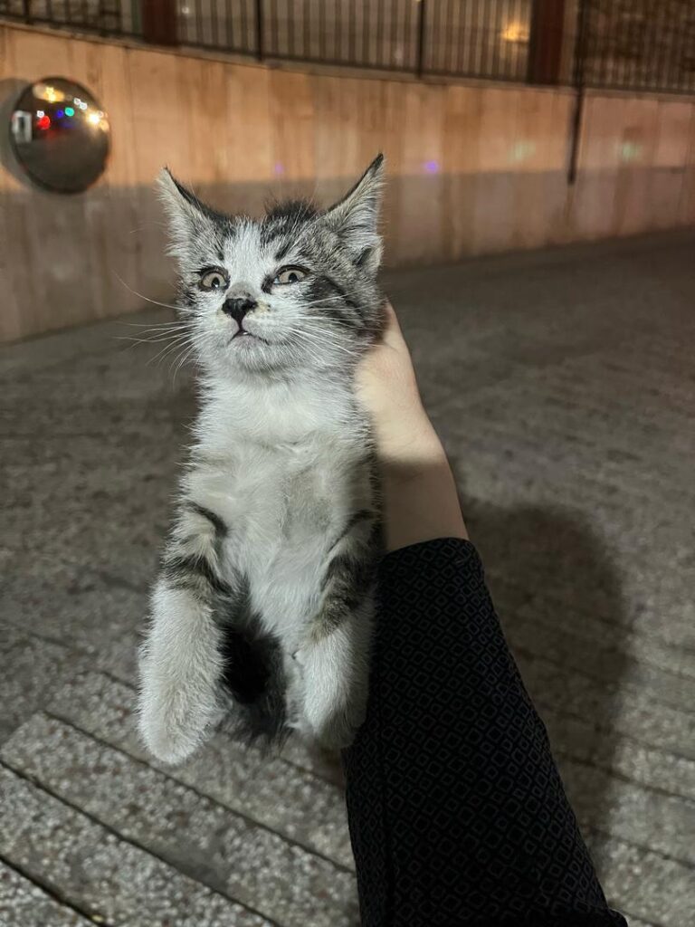بچه گربه ۵۰ روزه