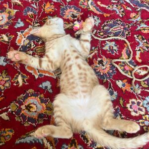 بچه گربه گارفیلدی