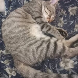 پسته خانم یک گربه ناز و حامله