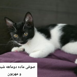 صوفی بچه  گربه شیطون و شیرین