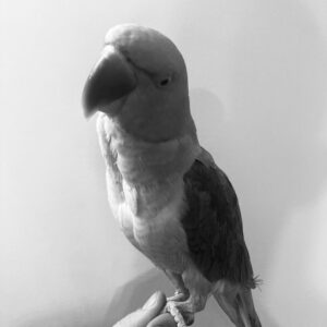 شاه طوطی گمشده